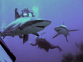   Shark Dive Caribbean Reef Sharks Aqua Cat Liveaboard  